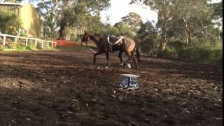 Lucy- Difference in Canter