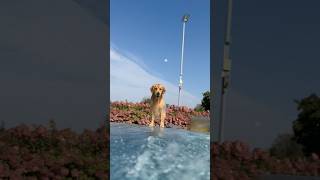 A perfect day at the pool #Dog #Goldenretriever #Goldie #GermanShepherd #PoolParry #SweetDog #Shorts