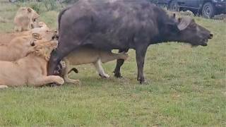 Buffalo gets taken down by the rongai pride in a crowd of tourists