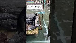 飛び込みチャレンジ／掛川花鳥園［YouTube動物園］#ケープペンギン