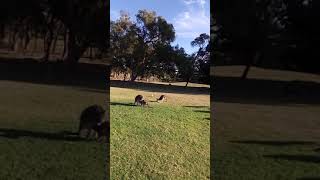 Kangaroos on the golf course at The Vines