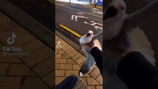 Man catches seagull trying to eat his food