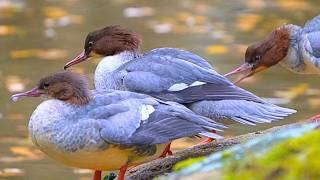 Gang of Female Goosanders on a Rock by the Pond [4K] Common Mergansers