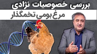 بررسی خصوصیات نژادی مرغ بومی تخمگذار  racial traits of the local Iranian hen