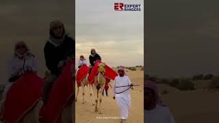 Camel safari