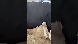 #winner #beauty #cow #hfcow #animals #breeding #animallover #ytshorts