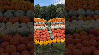 Henrichenburg - Kürbiszeit #henrichenburg #pumpkin #kürbis