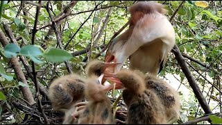 The Chicks intentionally Bite The Mother Together To Get Food