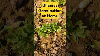 🌱 Growing Dhaniya at Home 🏡 | #GardeningTips #Dhaniya #HomeGarden #shorts #youtubeshorts