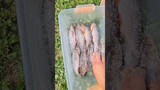 СОЛИМ ЧЕБАКА / МОХТИКА #рыбалка #fishing #чебак #мохтик