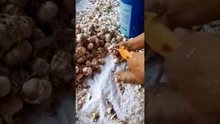 Alat Cerdas Sederhana Untuk Mengupas Kulit Bawang Putih Dengan Cepat Peralatan Unik Kreatif #shorts