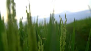 Video Background Pemandangan Sawah No Copyright