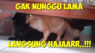 Jurnal Kucing #46 - Awalnya Musuhan, Setelah 3 Jam Pendekatan Mereka Kawin Juga