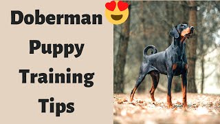 How to Completely Train your Doberman puppy?