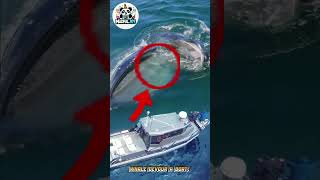 Giant Whale Devour a Boat Alive! Shocking Footage part 5 #amazing #movie