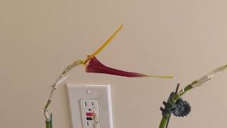 Masdevallia imposter