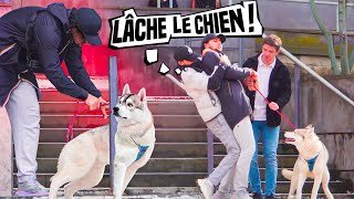 VOLER Un CHIEN en Public ( Expérience Sociale ) - AKHMETOV