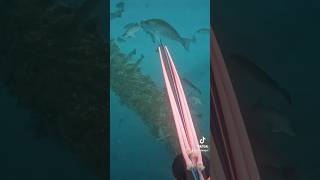 Couldn’t resist… #shorts #youtube #mangrovesnapper #louisiana #spearfishing