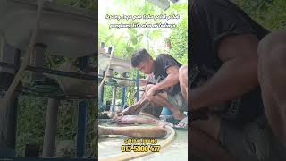 Cara Penyediaan Ikan Keli Bakar