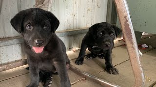 baby dog so cute. black puppies lovely dog.