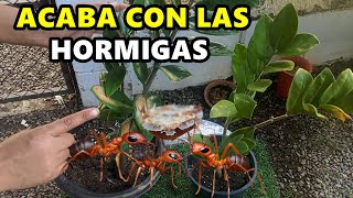 ELIMINA el 100% de HORMIGAS de LAS PLANTAS Y JARDÍN con ESTE Remedio CASERO!