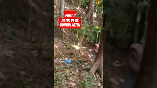 Detik Detik Durian Jatuh Part II #shorts