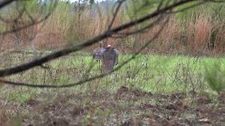 2019 South Carolina Turkey Hunt