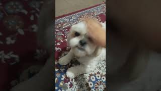 How Many Taps Until Ur Pet Gets Mad? #dog #puppy #funny #petchallenge #funnydogvideo #cutedog