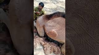 painting on the camel in tharparkar by hand #camel #camelculture #camel_racing