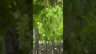 अप्रतिम द्राक्षं बाग|Amazing grapes farm#shorts #youtubeshorts#india