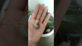 flower beetle larva transformation