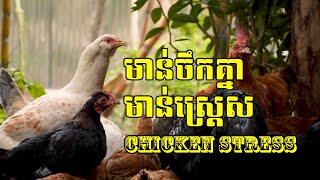 Chicken Stress - មាន់ចឹកគ្នា - មាន់ស្ត្រេស - Why?