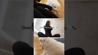 Puppy Yoga 🤍🐾 mini vlog #puppyyoga #samoyed #samoyedpuppy