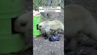 что напугало мишку??? #животные #shorts