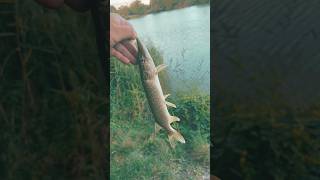 Клыкастая …#fishing#shortvide#shorts#youtube#fish#youtubeshorts#рыбалка#щука#спиннинг#топ