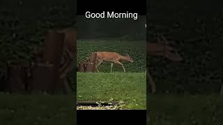 The deer are greeting me in the morning. #wildlife #deer