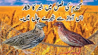 BATAIR KI AWAZ||BATER Ki Awaz||Bater ki bang||Quail sound for hunting wheat season