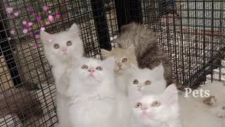 Beautiful kittens...Pets Adam