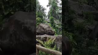 Monkey at Avilon Zoo jumping on the tree?