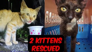 Two kittens rescued, same day, different situations - #kittensrescue #irish #rescue