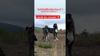 KANGAL VS ÇAPAR #pet #dog #köpek #kopek #dogs #pets #pitbull #kopekler #like #love #subscribe #fun