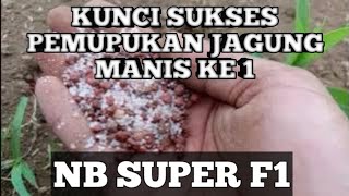 INI RAHASINYA PEMUPUKAN JAGUNG MANIS NB SUPER F1