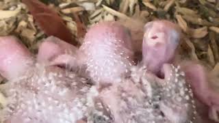 Baby conures 10 days old in nest box baby chics hatched baby birds💚