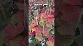 Cercis canadensis 'Hearts A'Fire' Redbud shop 👉🏼 MrMaple.com Rare Natvie Plants