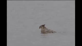 Сокол плавает в реке. Falcon floating in the river