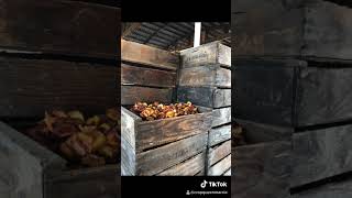 Dehydrating peaches in California #myjobdependsonag #californiaag