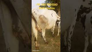 Cross Breed Cow #cowforsaleinpakistan #dairycalves #cow #dairyfarming #animals