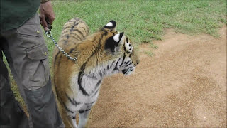 Close Encounters - Tigers (South Africa)