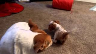 King Charles Cavalier Puppy play fighting