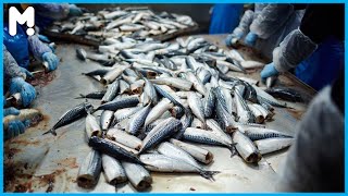 Amazing Indian Mackerel Fishes Processing Line - Indian Mackerel Factory Processing Technology